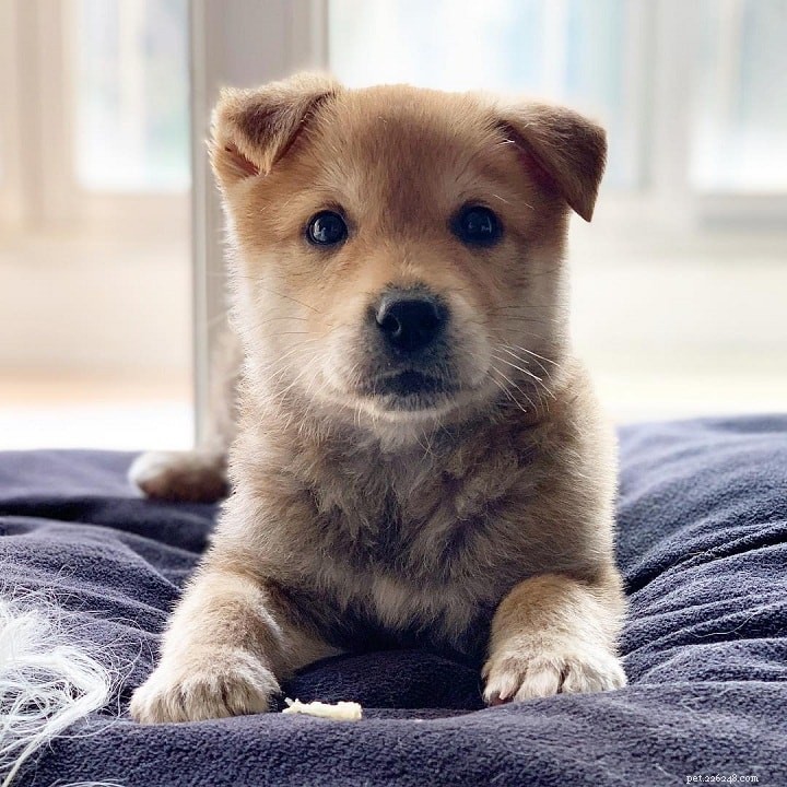 Jindo Dog: Characteristics, Origins, and Care Guide