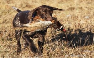 German Shorthaired Pointer: A Comprehensive Breed Profile