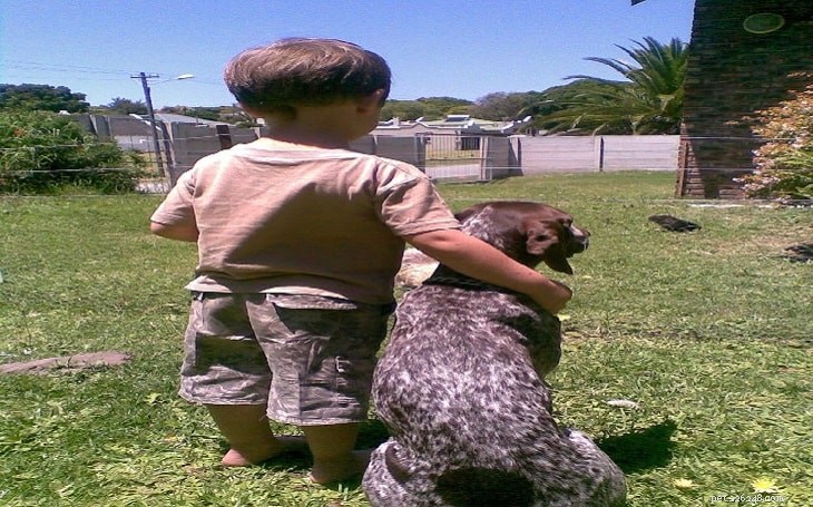 German Shorthaired Pointer: A Comprehensive Breed Profile