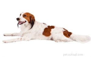 Nederlandse Kooikerhondje – Expert Dog Breed Profile