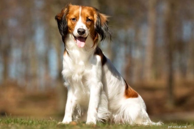 Nederlandse Kooikerhondje – Expert Dog Breed Profile