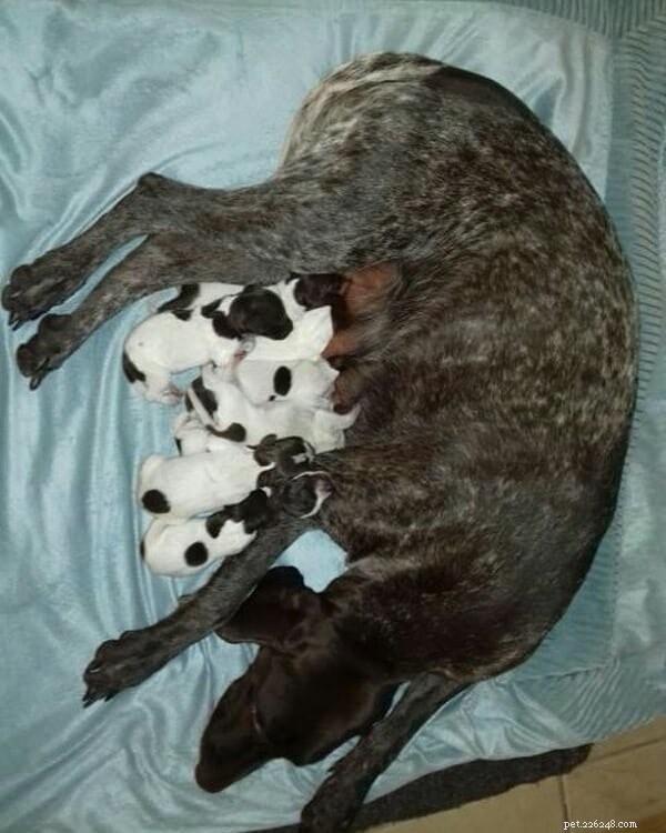 German Shorthaired Pointer: A Comprehensive Breed Profile
