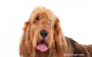 Otterhound Dog Breed Profile: Traits, Care, and History