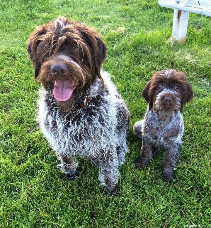 Otterhound Dog Breed Profile: Traits, Care, and History