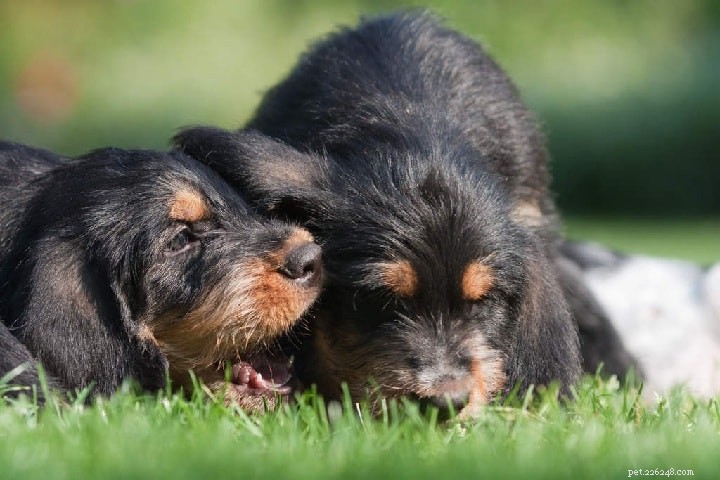 Otterhound Dog Breed Profile: Traits, Care, and History