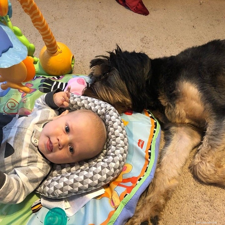 Otterhound Dog Breed Profile: Traits, Care, and History