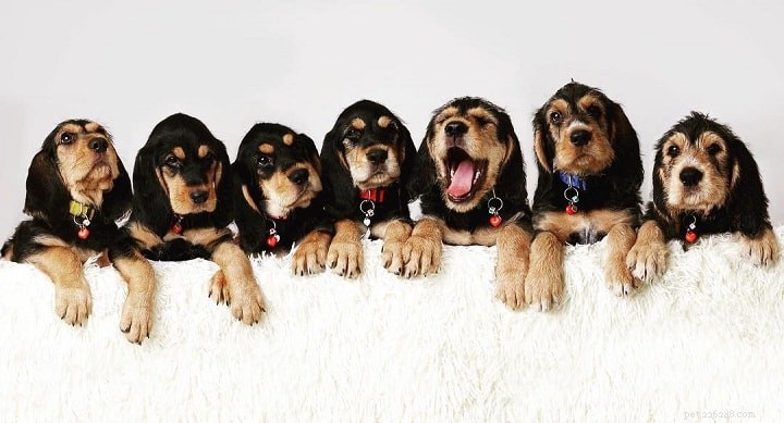 Otterhound Dog Breed Profile: Traits, Care, and History
