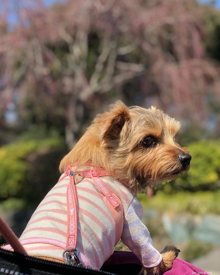 Norfolk Terrier – Comprehensive Breed Profile