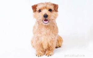 Norfolk Terrier – Comprehensive Breed Profile