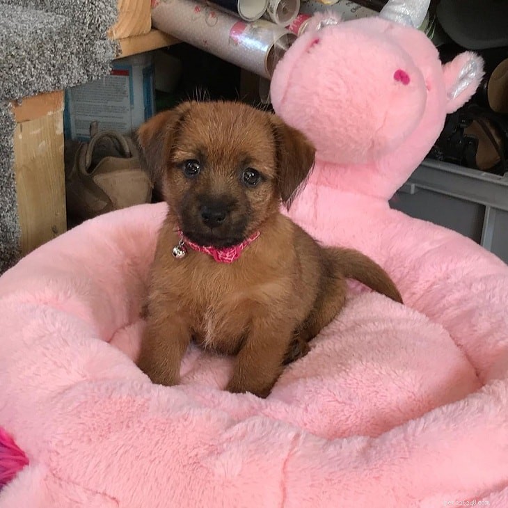 Norfolk Terrier – Comprehensive Breed Profile