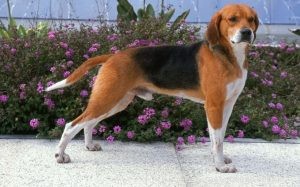 Harrier Dog – Comprehensive Breed Guide & Key Traits