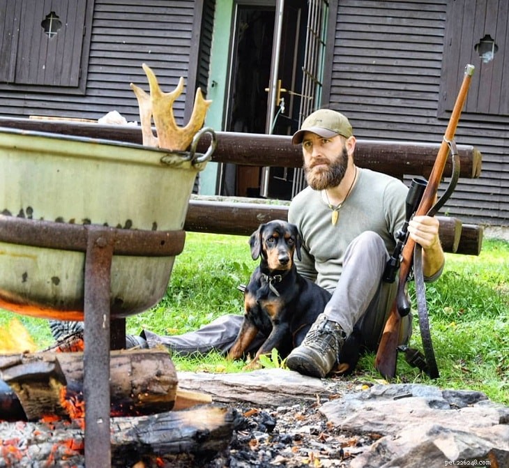 Hanoverian Scenthound: A Complete Guide to the German Hunting Hound