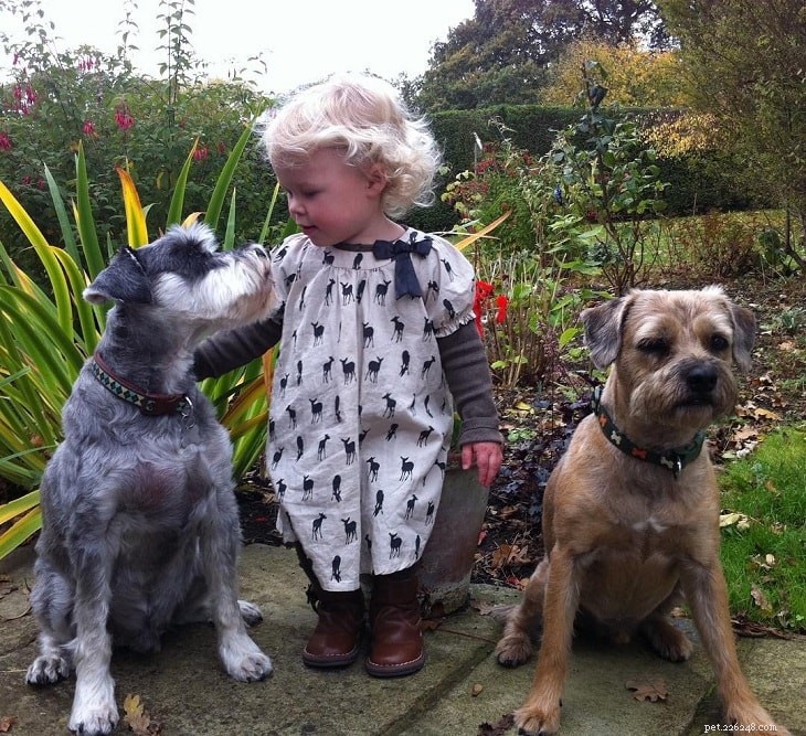 Miniature Schnauzer: Key Facts & Breed Profile