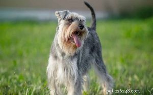 Miniature Schnauzer: Key Facts & Breed Profile