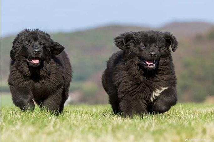 Newfoundland Dog Breed: Origin, Traits, and Care Guide