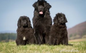 Newfoundland Dog Breed: Origin, Traits, and Care Guide