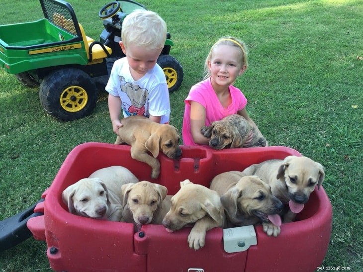 Mountain Cur Dog Breed Profile: Origin, Traits, and Care