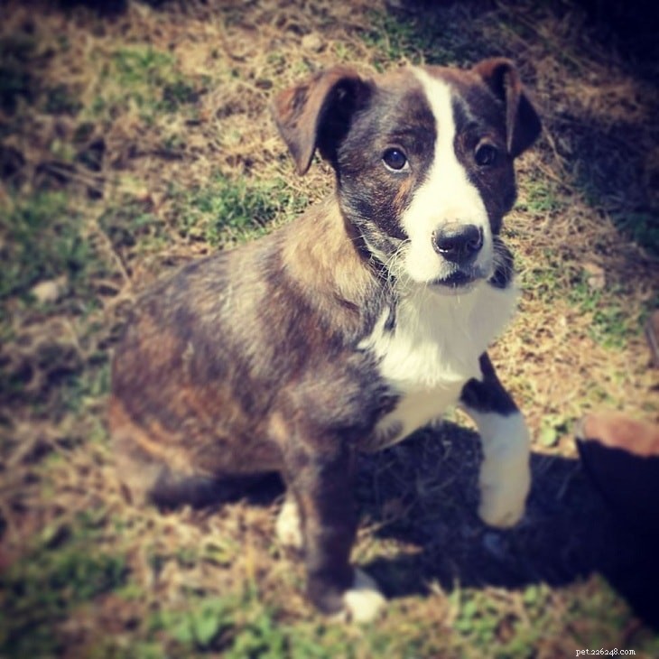 Mountain Cur Dog Breed Profile: Origin, Traits, and Care