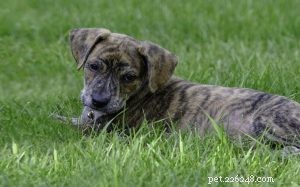 Mountain Cur Dog Breed Profile: Origin, Traits, and Care