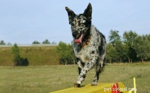 Mudi Dog: Hungarian Heritage, Medium Size, Herding Instincts & Care Guide