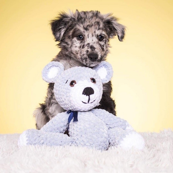Mudi Dog: Hungarian Heritage, Medium Size, Herding Instincts & Care Guide