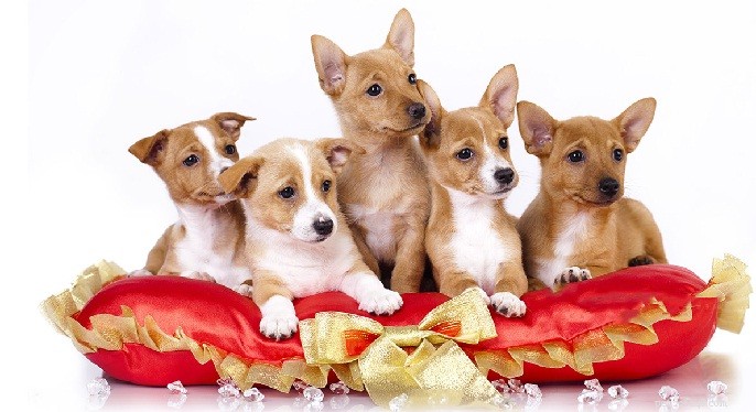 Portuguese Podengo: Complete Breed Profile & Care Guide