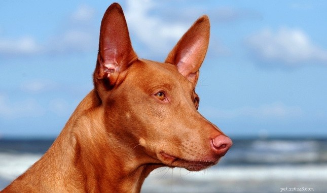Portuguese Podengo: Complete Breed Profile & Care Guide