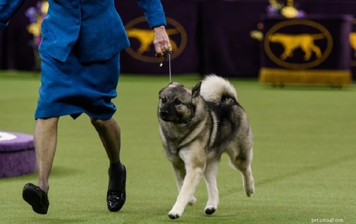Norwegian Elkhound: History, Traits, and Care Guide