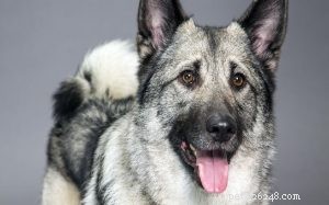 Norwegian Elkhound: History, Traits, and Care Guide