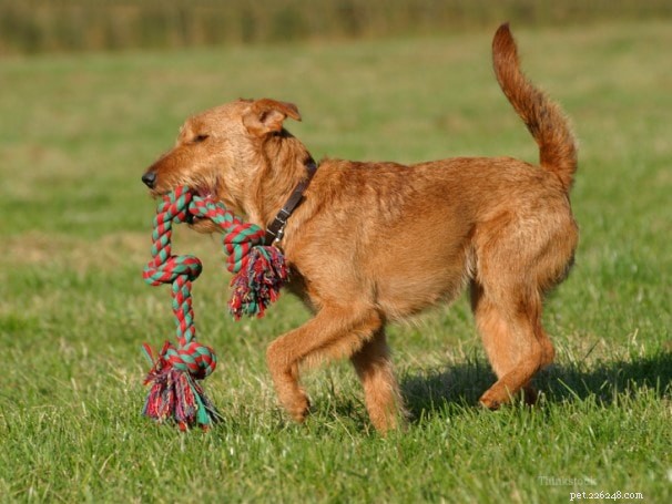 Irish Terrier Dog Breed Guide: Origin, Traits, and Care