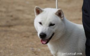 Kishu Ken: Japan’s Classic Hunting Spitz – Breed Profile & Care Guide