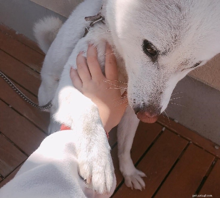 Kishu Ken: Japan’s Classic Hunting Spitz – Breed Profile & Care Guide
