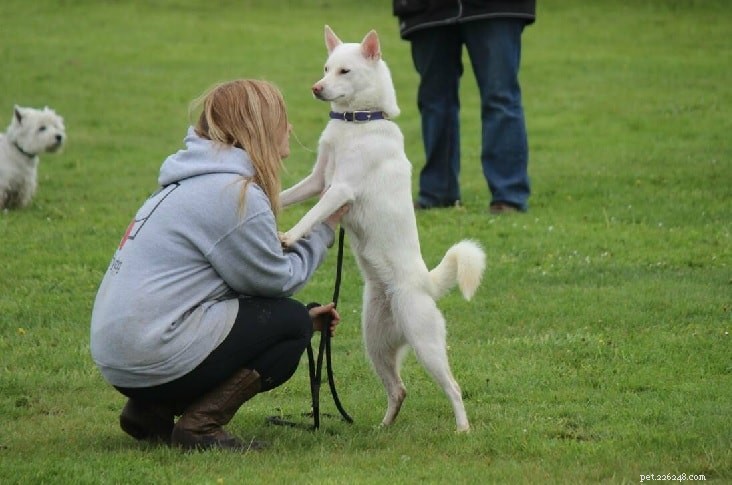 Kishu Ken: Japan’s Classic Hunting Spitz – Breed Profile & Care Guide