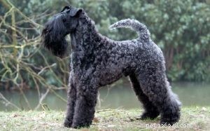 Kerry Blue Terrier: Comprehensive Breed Profile & Care Guide