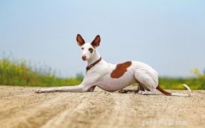 Ibizan Hound: Complete Breed Profile & Care Guide