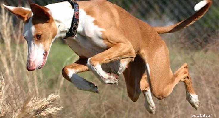 Ibizan Hound: Complete Breed Profile & Care Guide