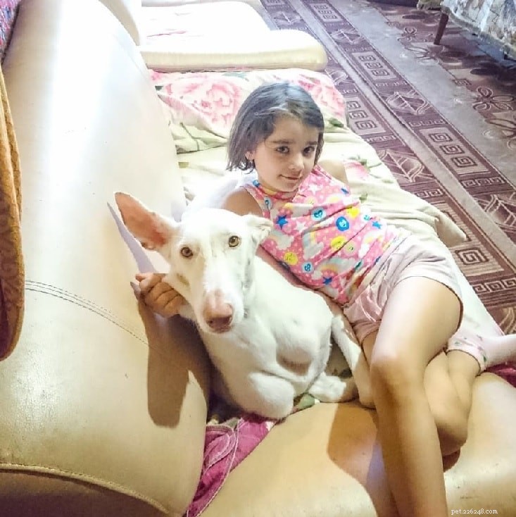 Ibizan Hound: Complete Breed Profile & Care Guide