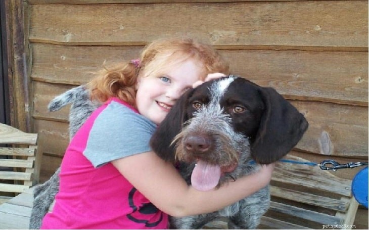 German Wirehaired Pointer: Traits, Size, and Care Guide