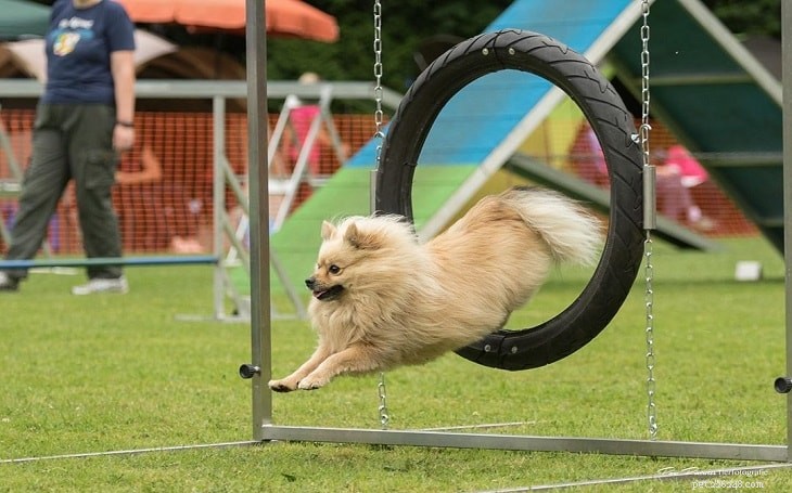 German Spitz: Comprehensive Breed Profile & Care Guide