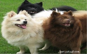 German Spitz: Comprehensive Breed Profile & Care Guide
