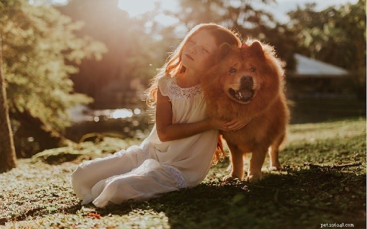 German Spitz: Comprehensive Breed Profile & Care Guide