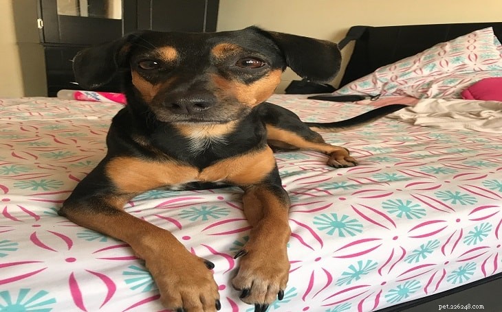German Pinscher: Traits, Care, and History – A Complete Guide