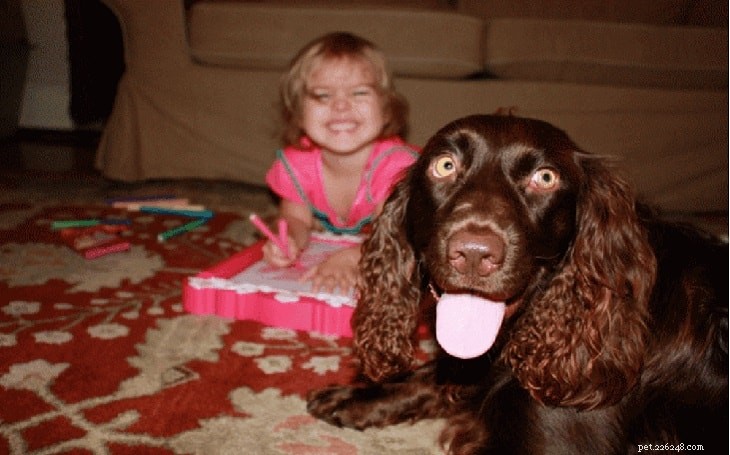 Field Spaniel Dog Breed Overview: Traits, Care, and Lifestyle