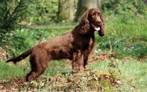 Field Spaniel Dog Breed Overview: Traits, Care, and Lifestyle