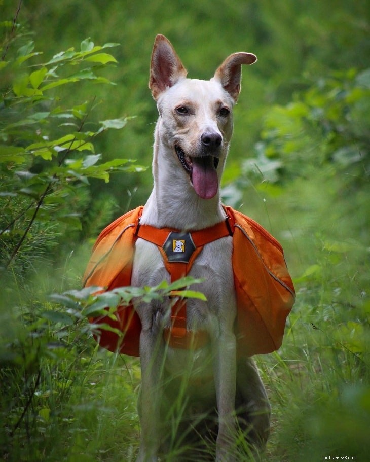 Pharaoh Hound Dog: Origins, Traits & Care Guide