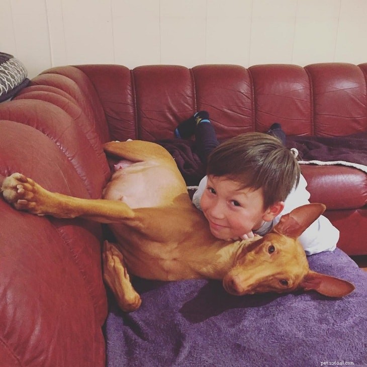 Pharaoh Hound Dog: Origins, Traits & Care Guide
