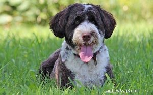 Portuguese Water Dog: Breed Profile & Key Facts
