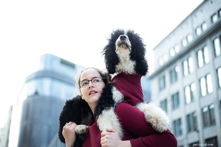Portuguese Water Dog: Breed Profile & Key Facts