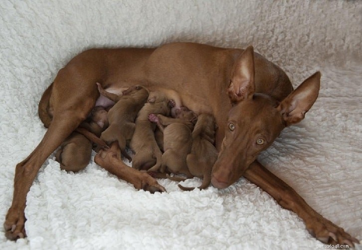 Pharaoh Hound Dog: Origins, Traits & Care Guide