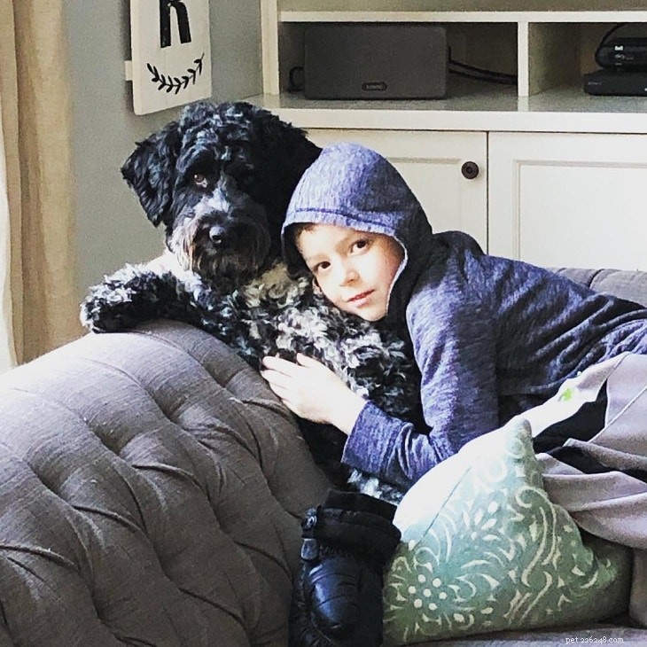 Portuguese Water Dog: Breed Profile & Key Facts